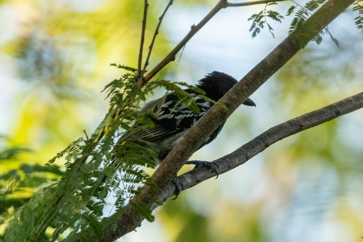 Black-backed Antshrike - ML646837192