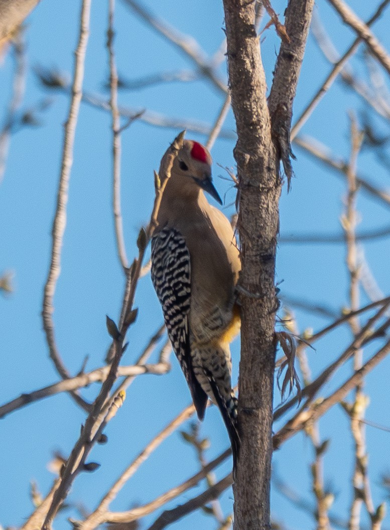 datel gilský - ML646837195