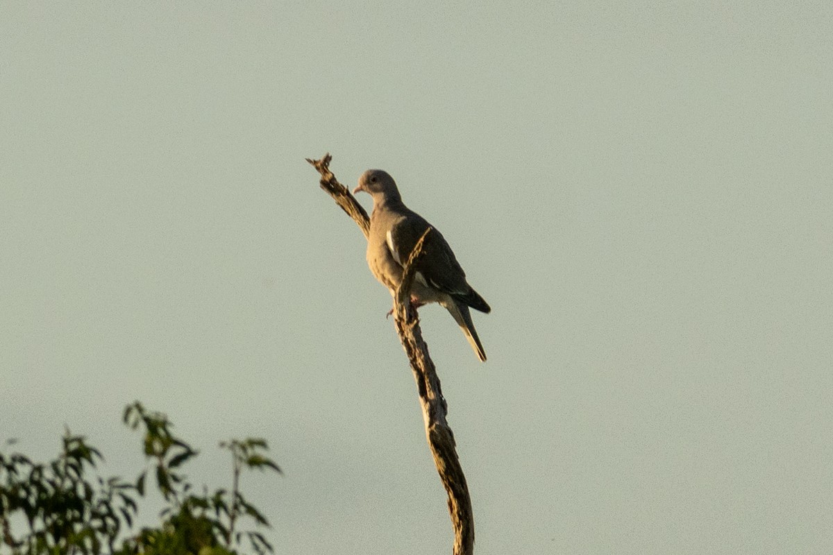 Bare-eyed Pigeon - ML646837196