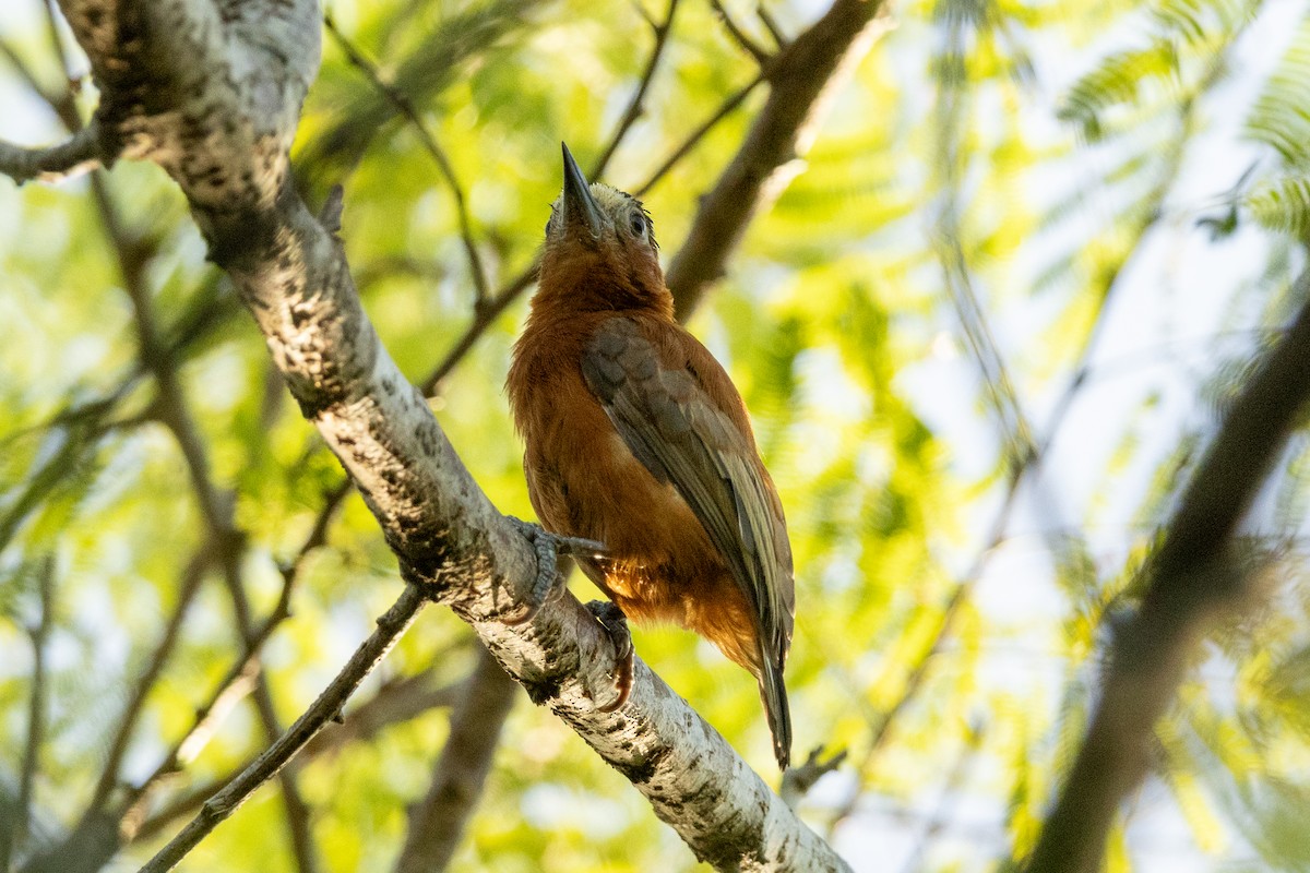 Chestnut Piculet - ML646837198