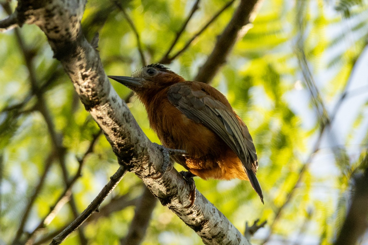 Chestnut Piculet - ML646837199