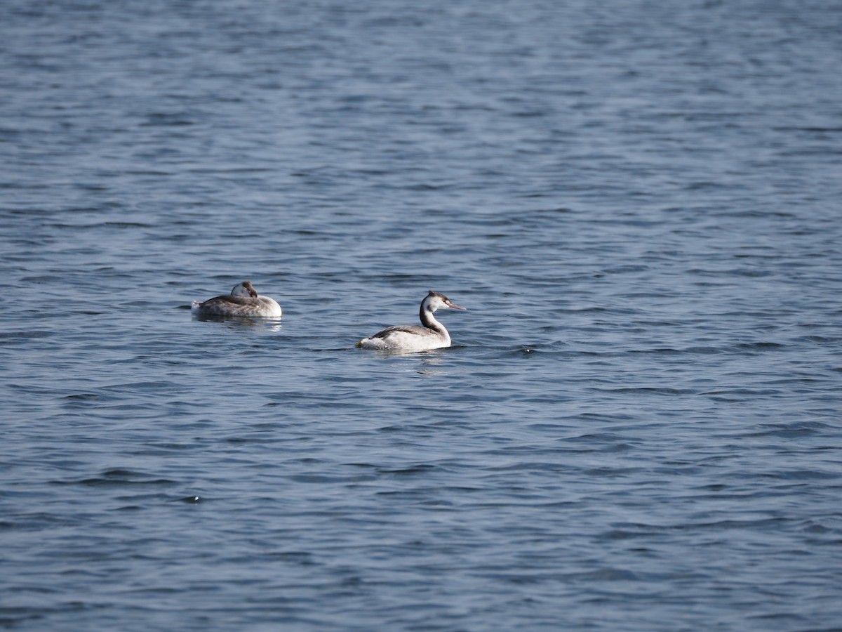 Пірникоза велика - ML646837201