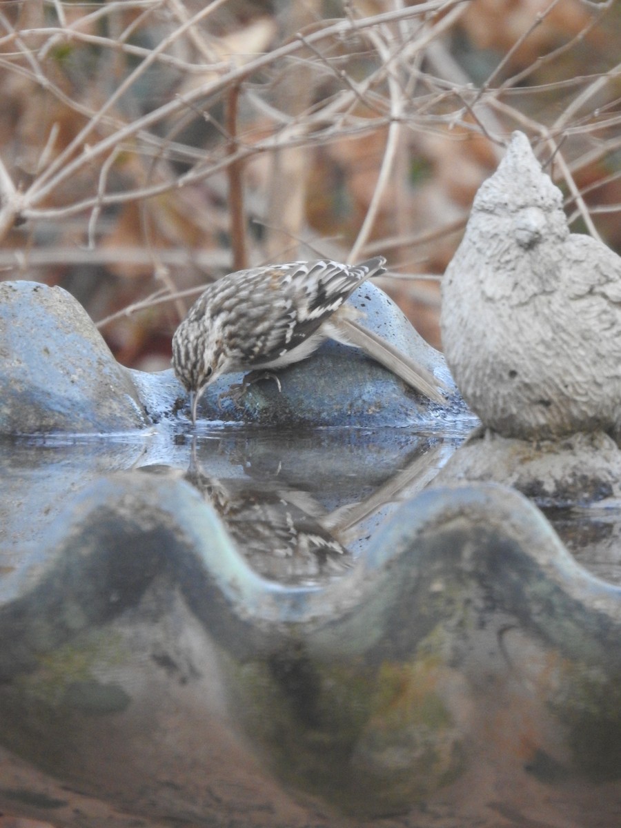 Brown Creeper - ML646837204