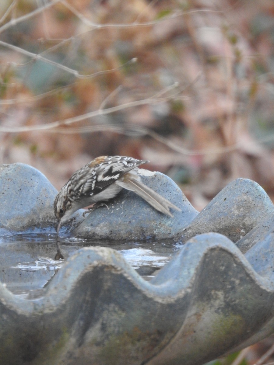 Brown Creeper - ML646837205