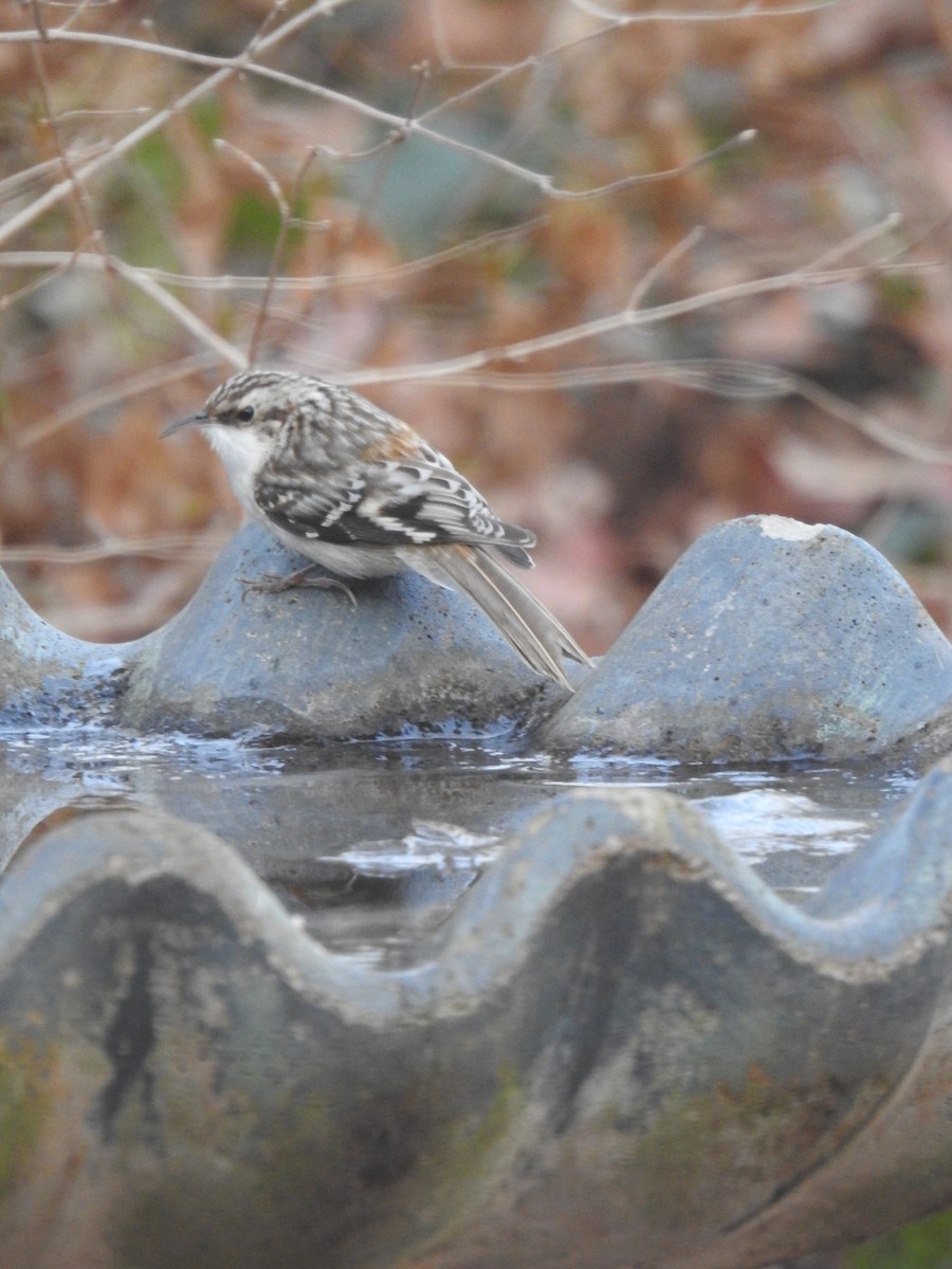 Brown Creeper - ML646837206