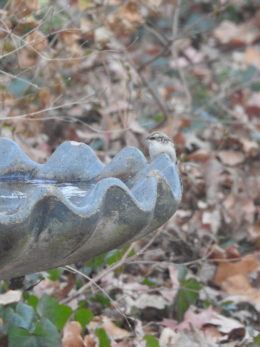 Brown Creeper - ML646837207