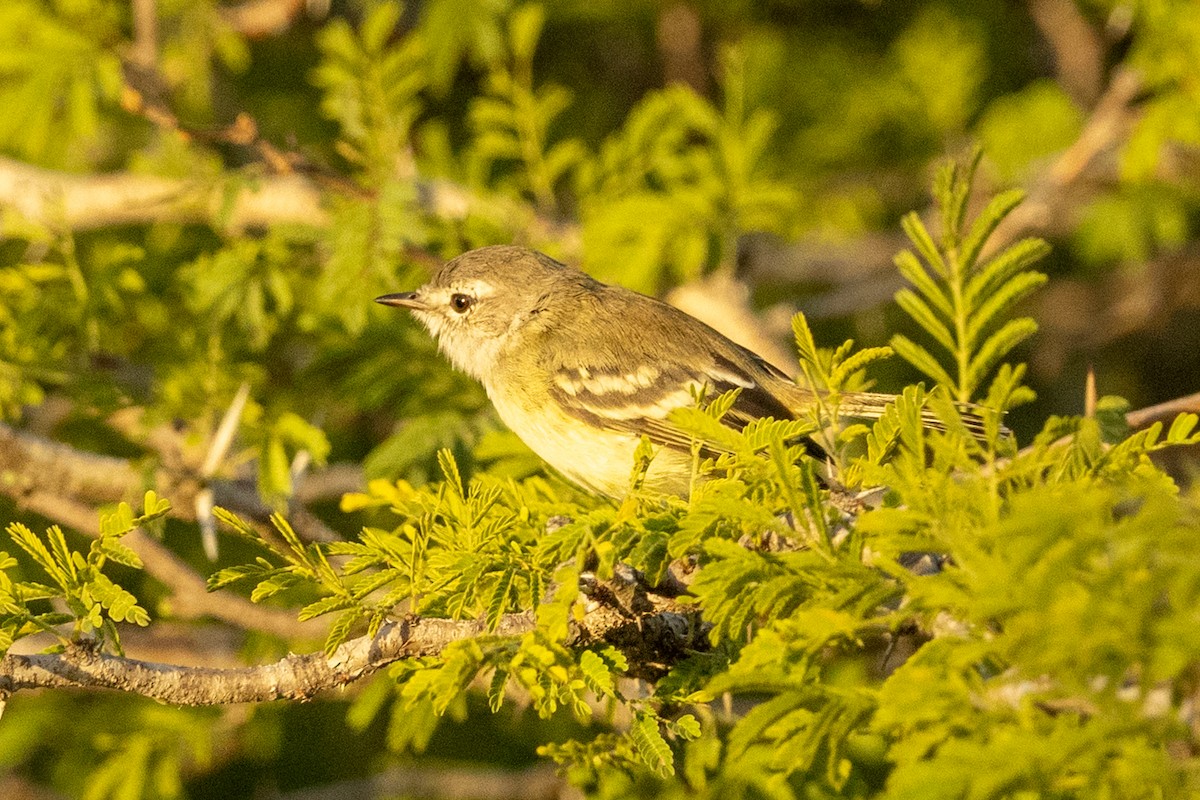Slender-billed Tyrannulet - ML646837212