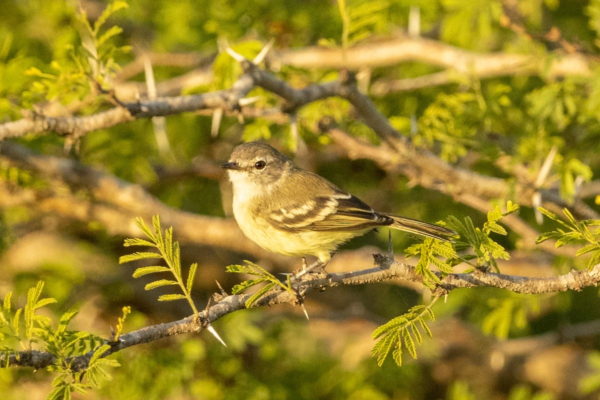 Slender-billed Tyrannulet - ML646837213