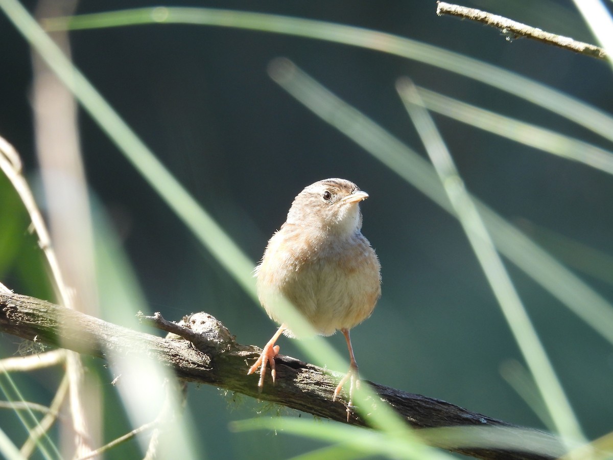 Cucarachero Culibarrado - ML646837215