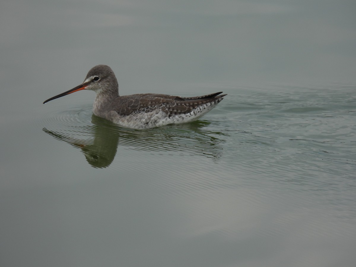 ツルシギ - ML646837216