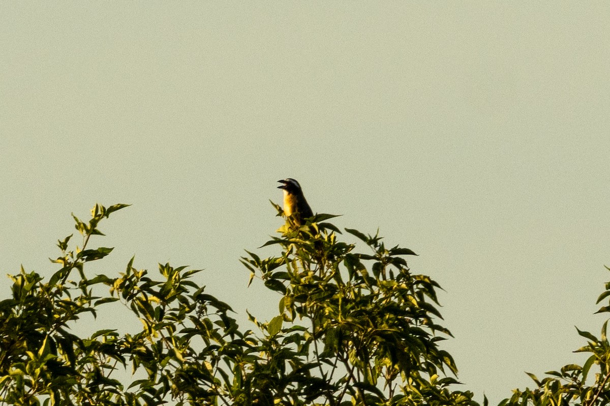 Orinocan Saltator - ML646837218