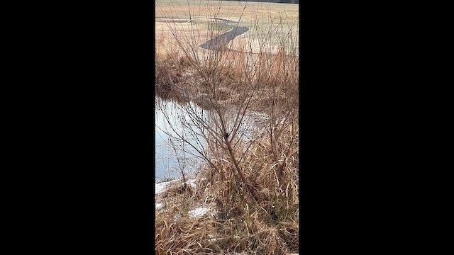 Winter Wren - ML646837220