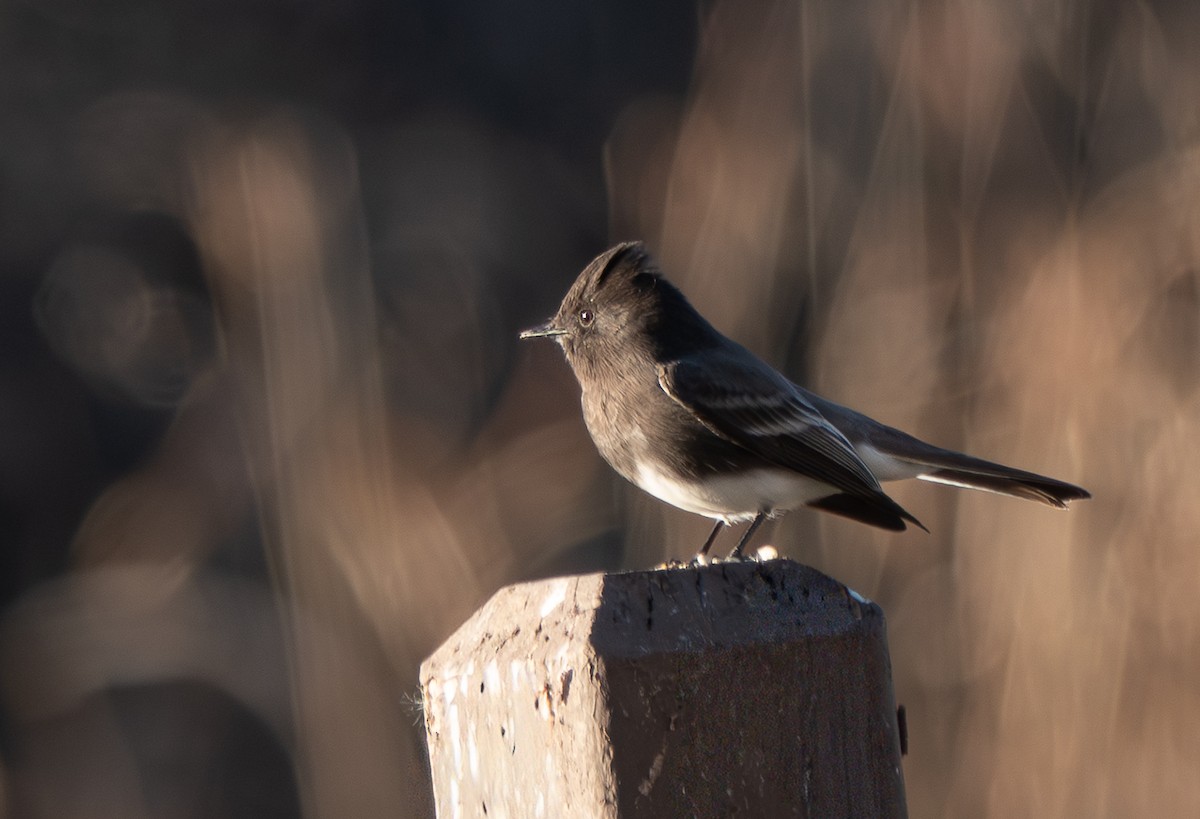 Black Phoebe - ML646837222