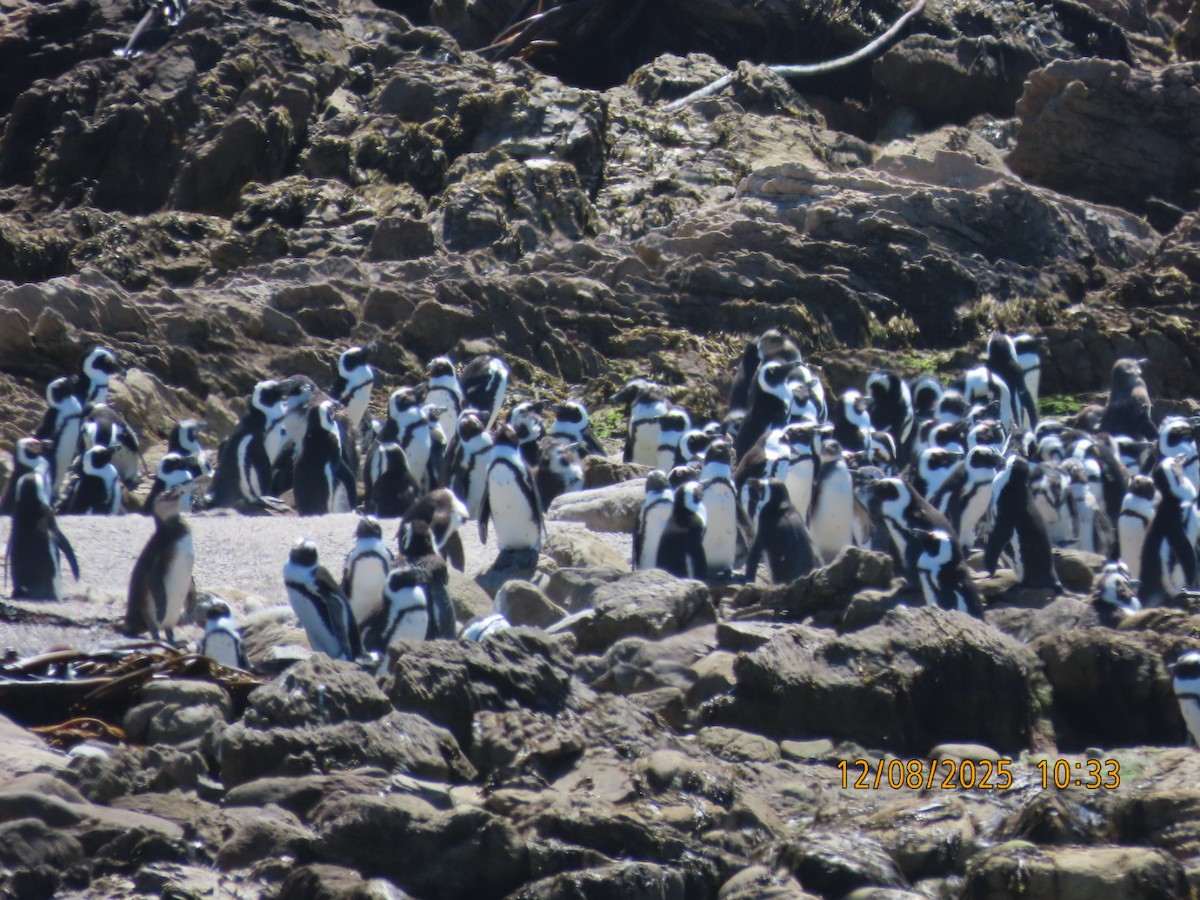 Pingüino de El Cabo - ML646837227