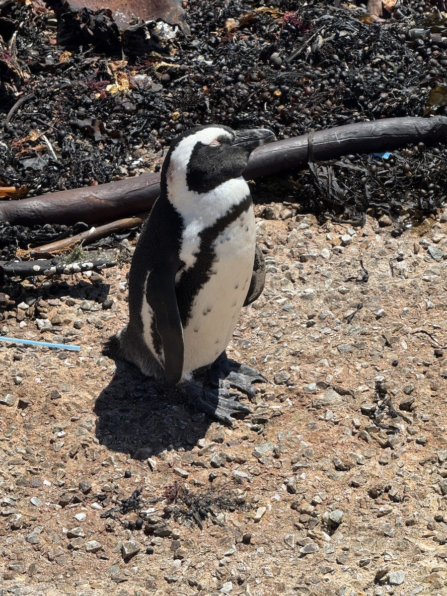 Pingüino de El Cabo - ML646837228