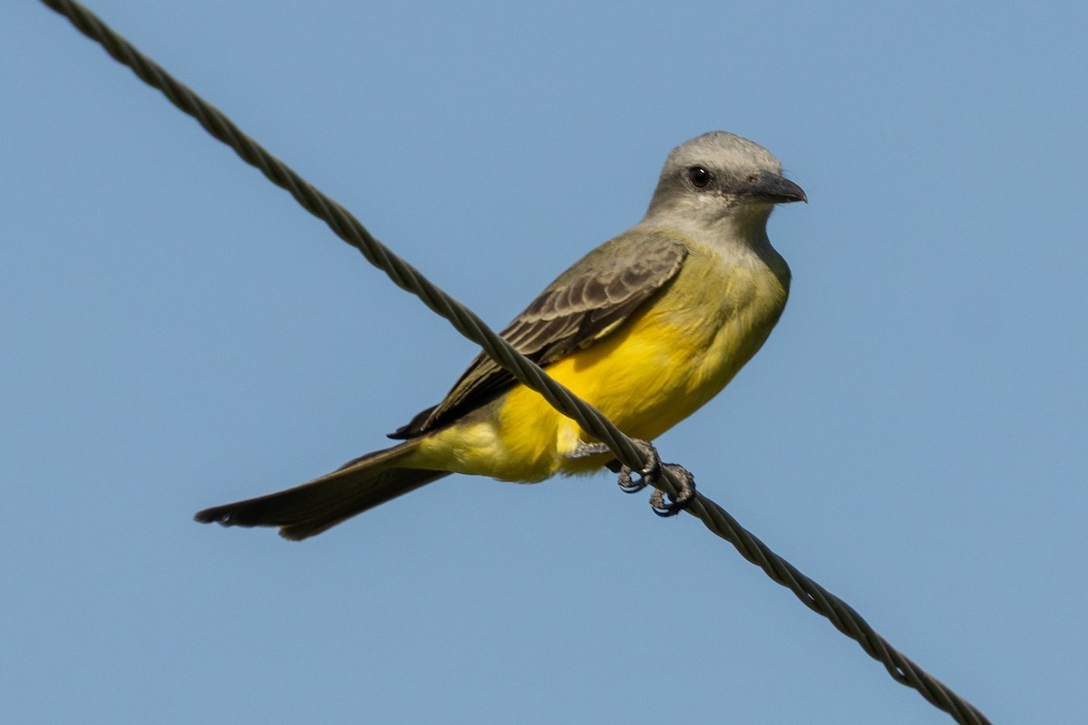 Tropical Kingbird - ML646837229