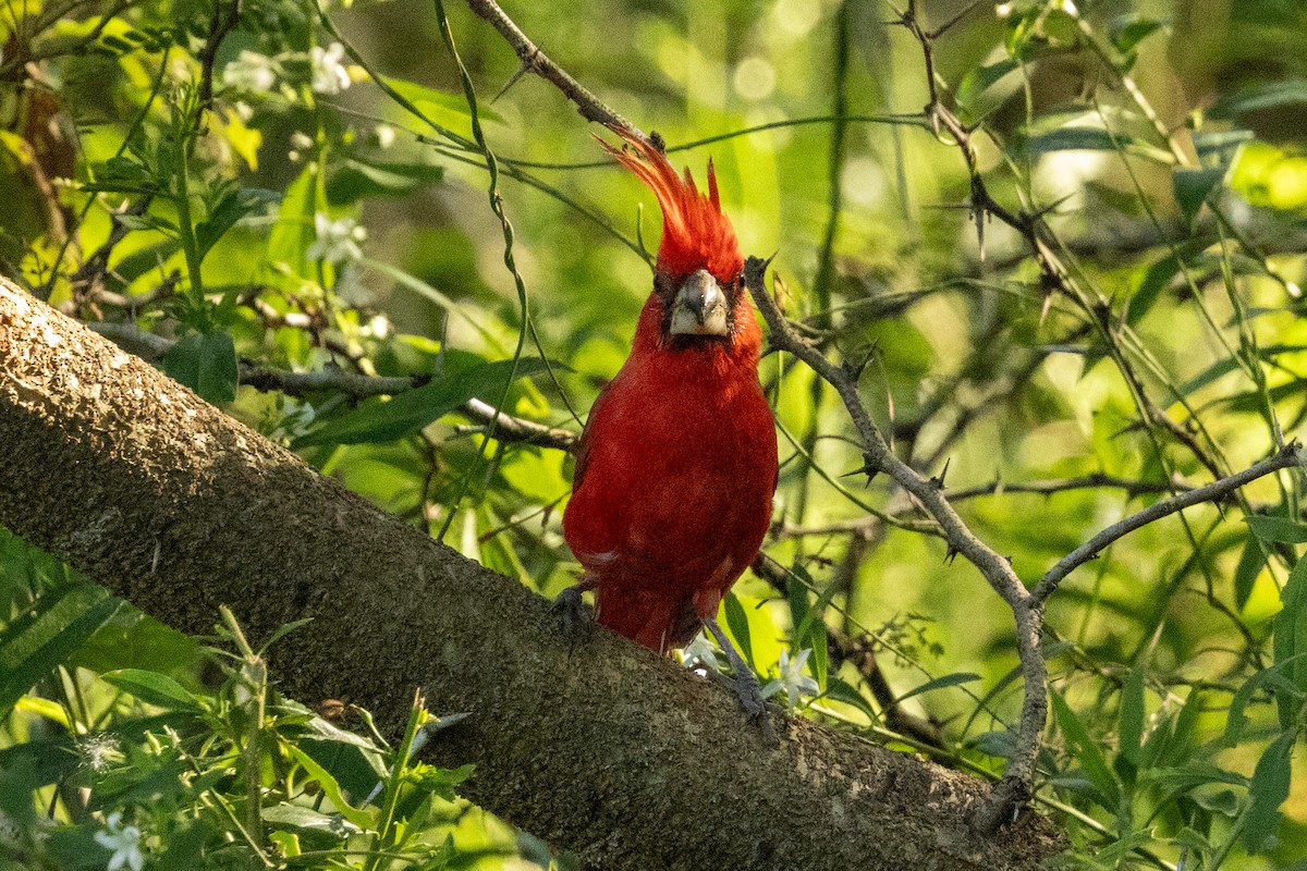 Vermilion Cardinal - ML646837234