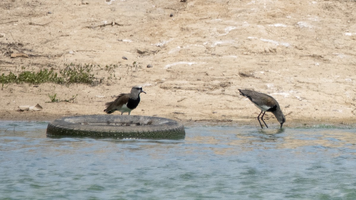 čejka jihoamerická (ssp. lampronotus) - ML646837235