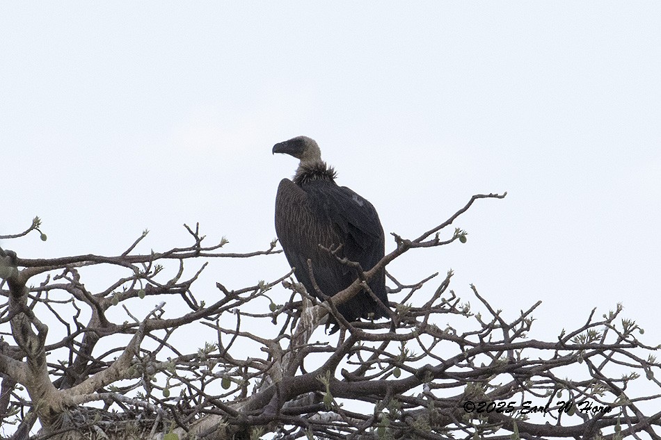 Buitre Dorsiblanco Africano - ML646837237