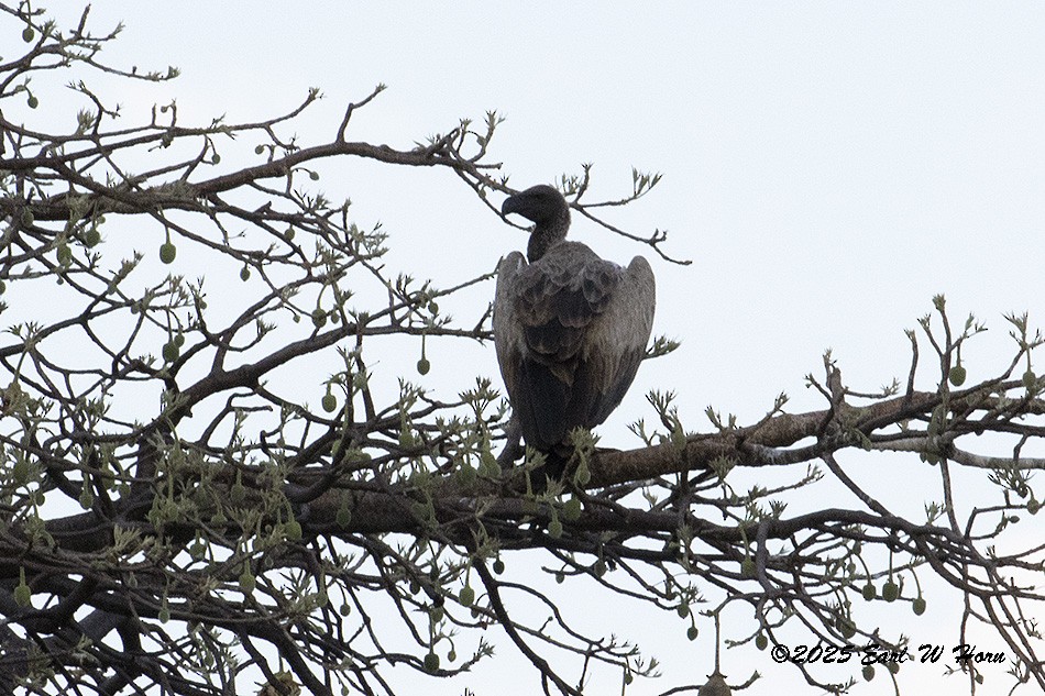 Buitre Dorsiblanco Africano - ML646837238