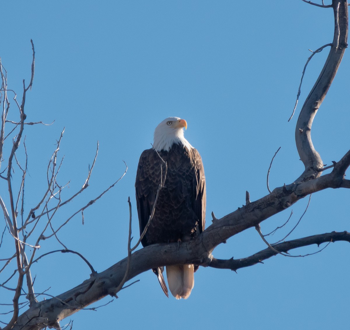orel bělohlavý - ML646837239