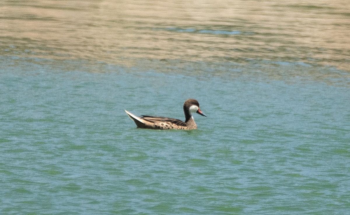 Ánade Gargantillo - ML646837245