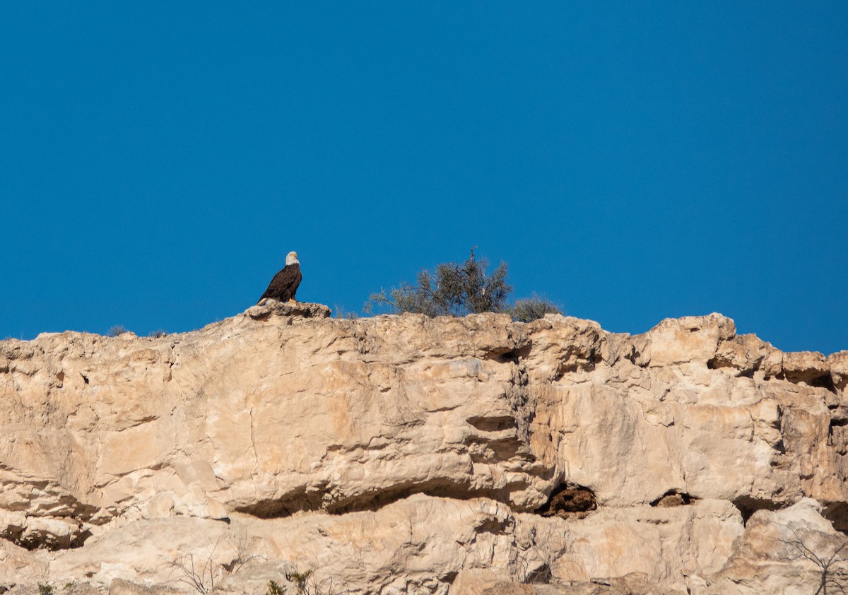 Weißkopf-Seeadler - ML646837247