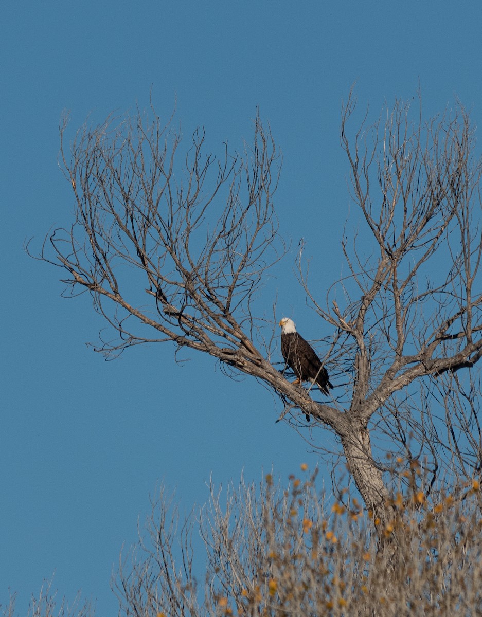Bald Eagle - ML646837248