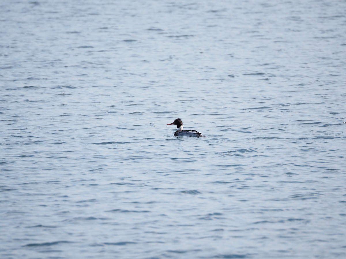 Red-breasted Merganser - ML646837249