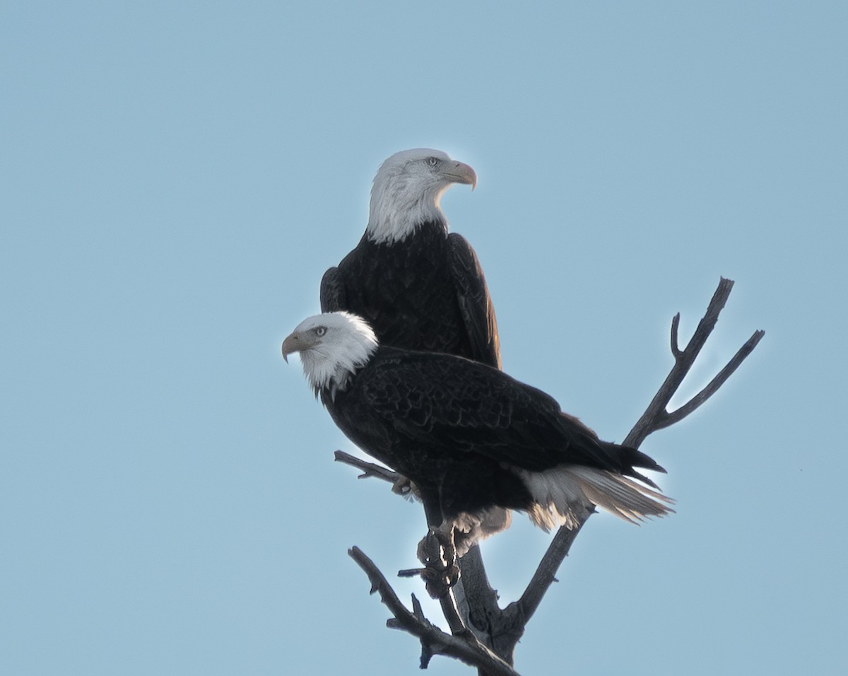 Bald Eagle - ML646837255