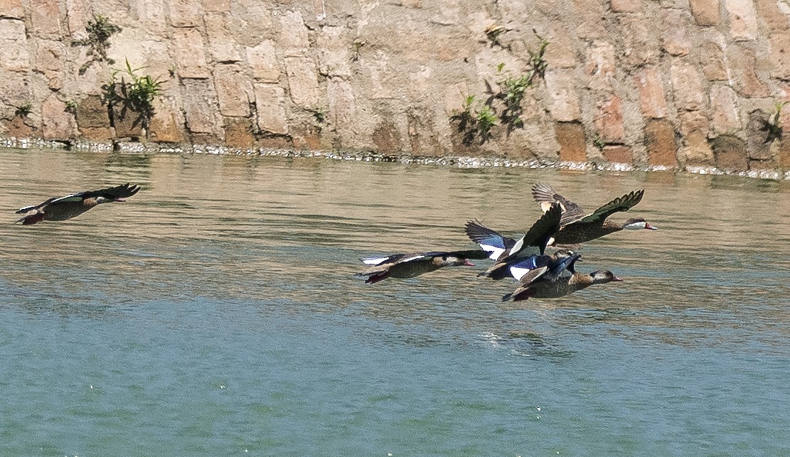 Brazilian Teal - ML646837257