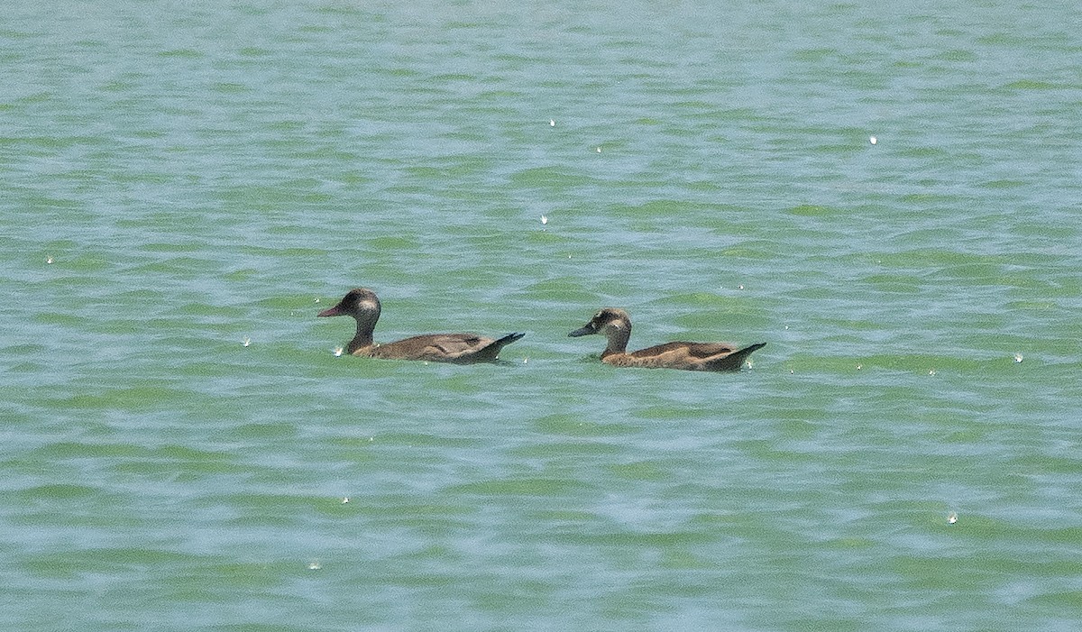 Brazilian Teal - ML646837259