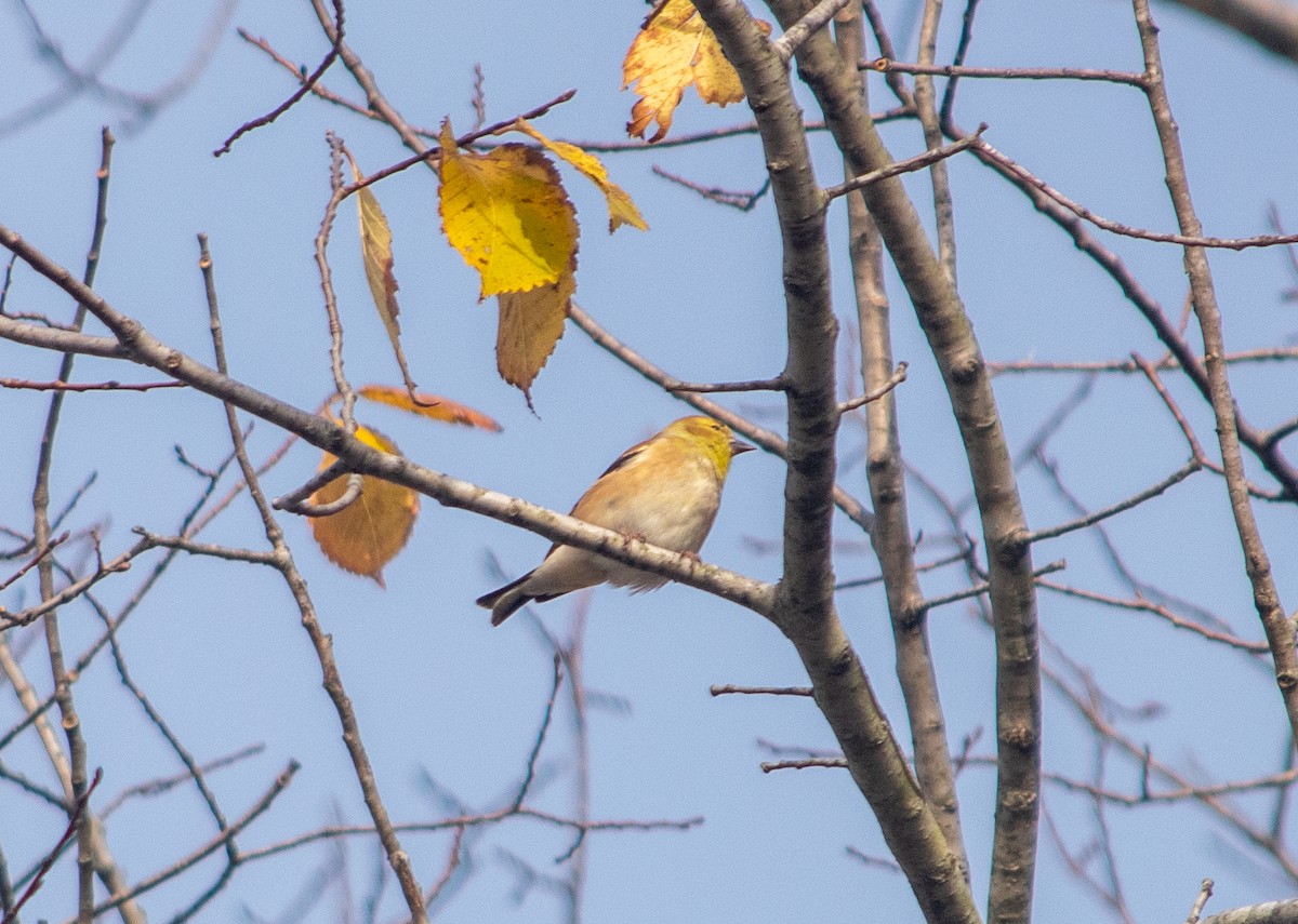 American Goldfinch - Ryan Keiffer