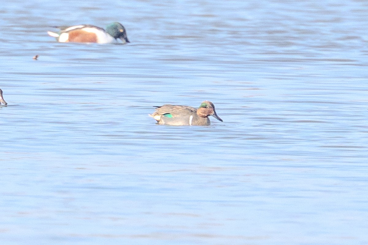 krikkand (carolinensis) (amerikakrikkand) - ML646837280