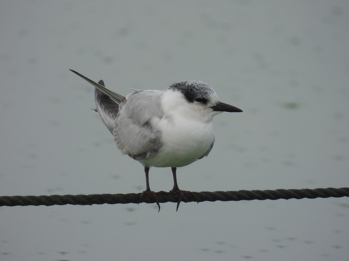 クロハラアジサシ - ML646837283