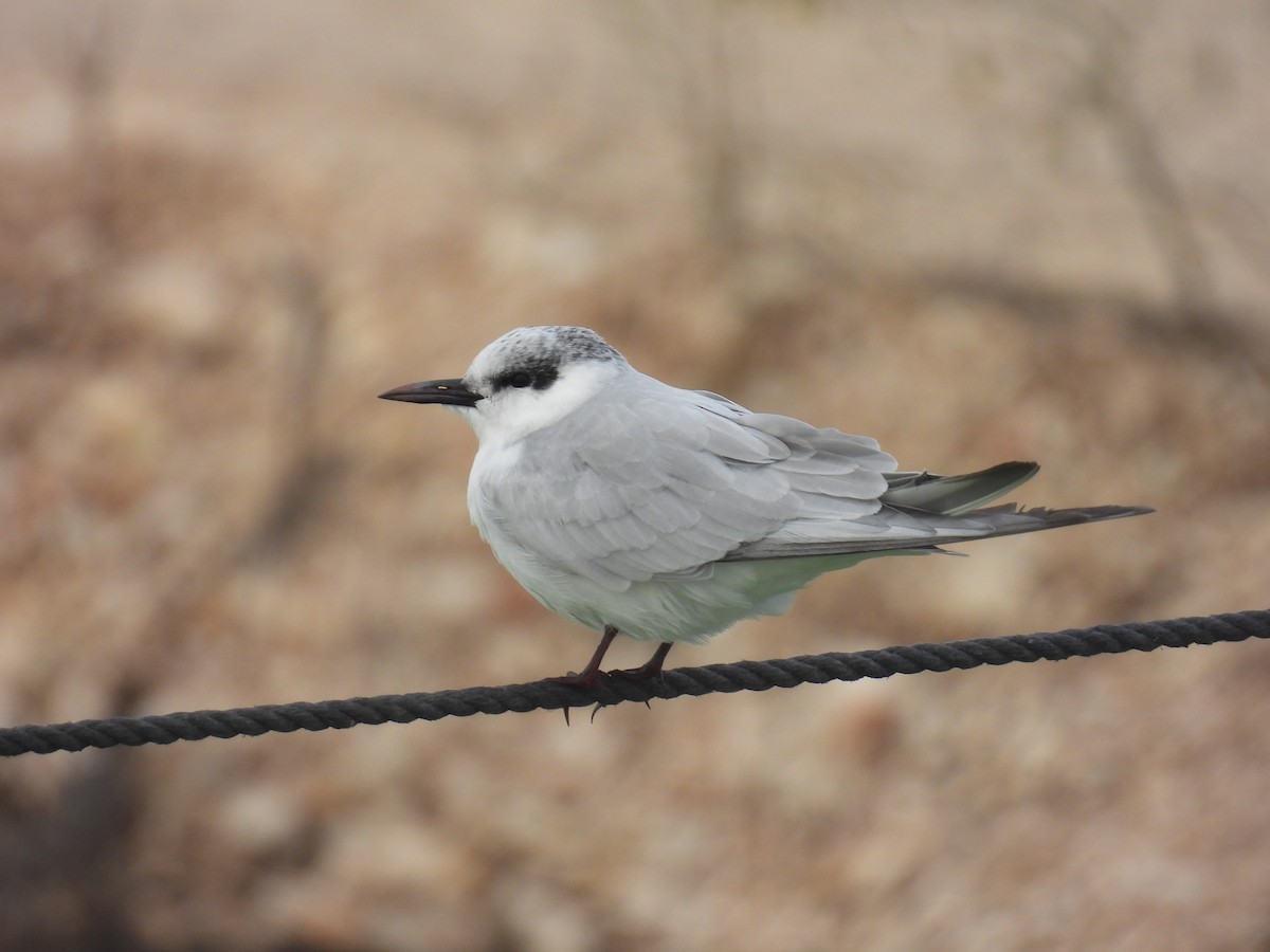 クロハラアジサシ - ML646837284