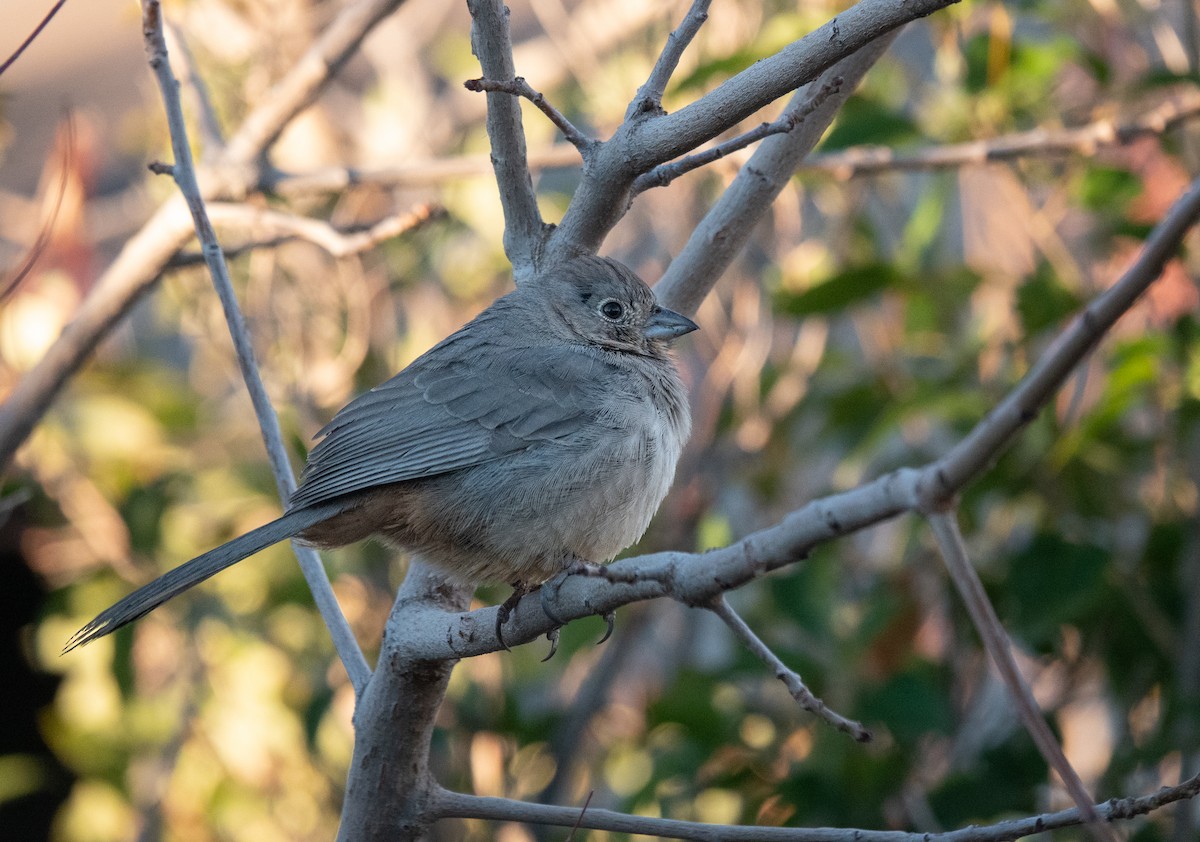Canyon Towhee - ML646837295