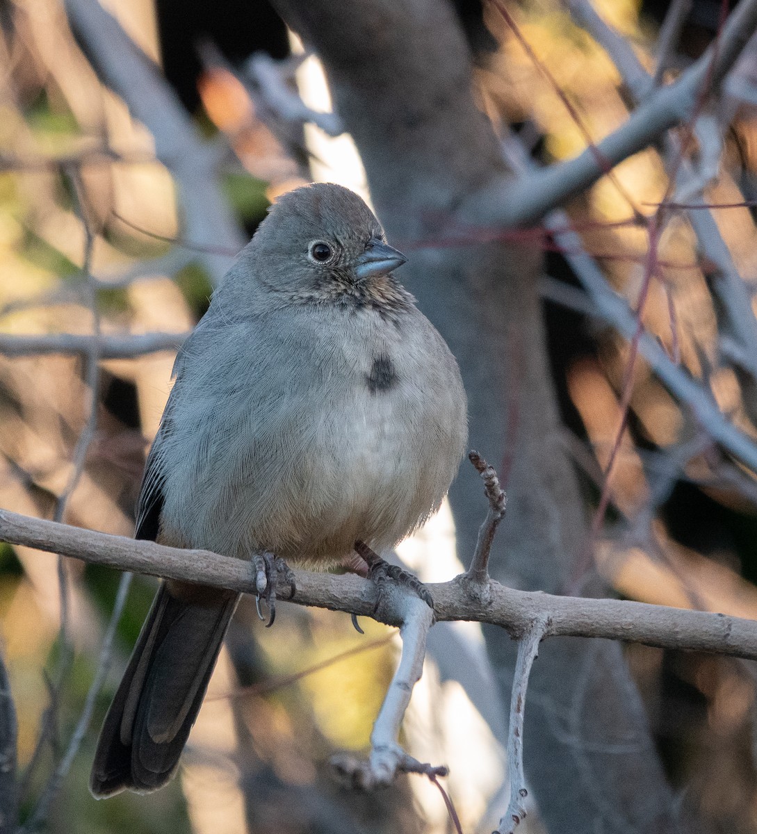 Canyon Towhee - ML646837296