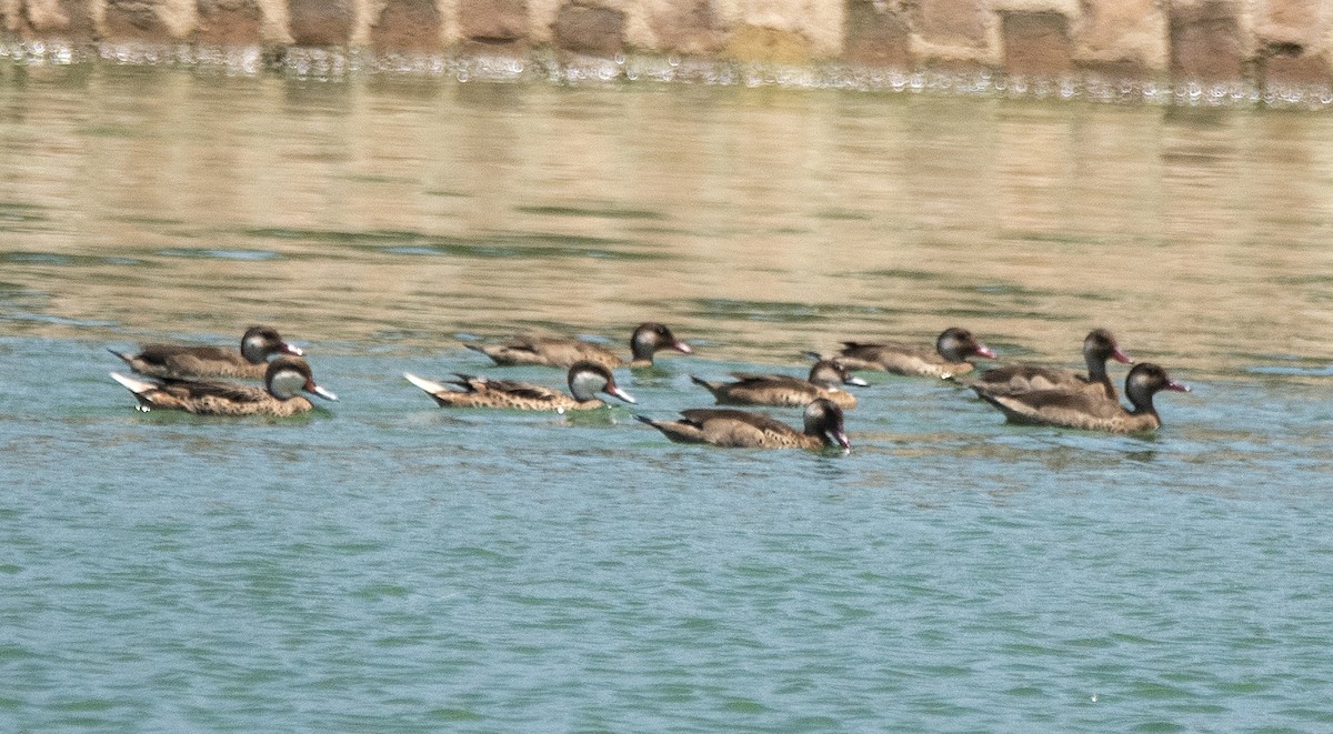 Ánade Gargantillo - ML646837301
