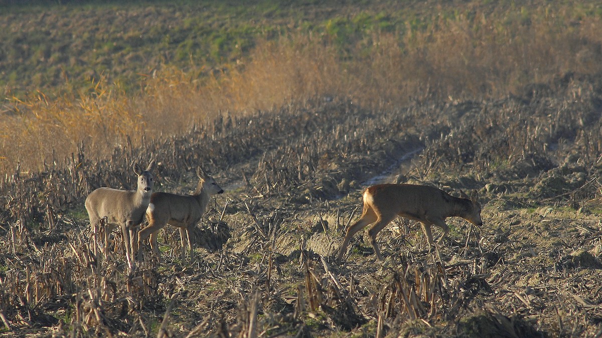 ノロジカ - ML646837302