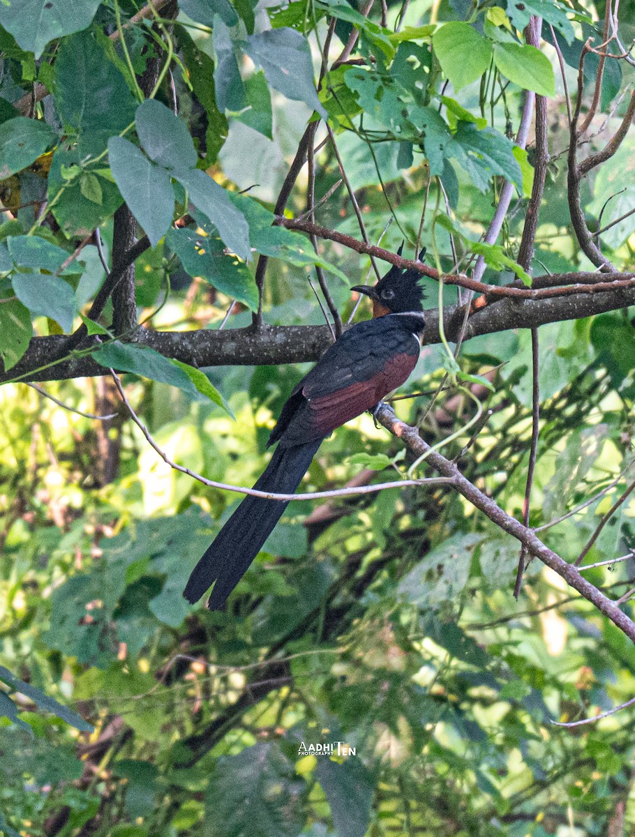 Chestnut-winged Cuckoo - ML646837304