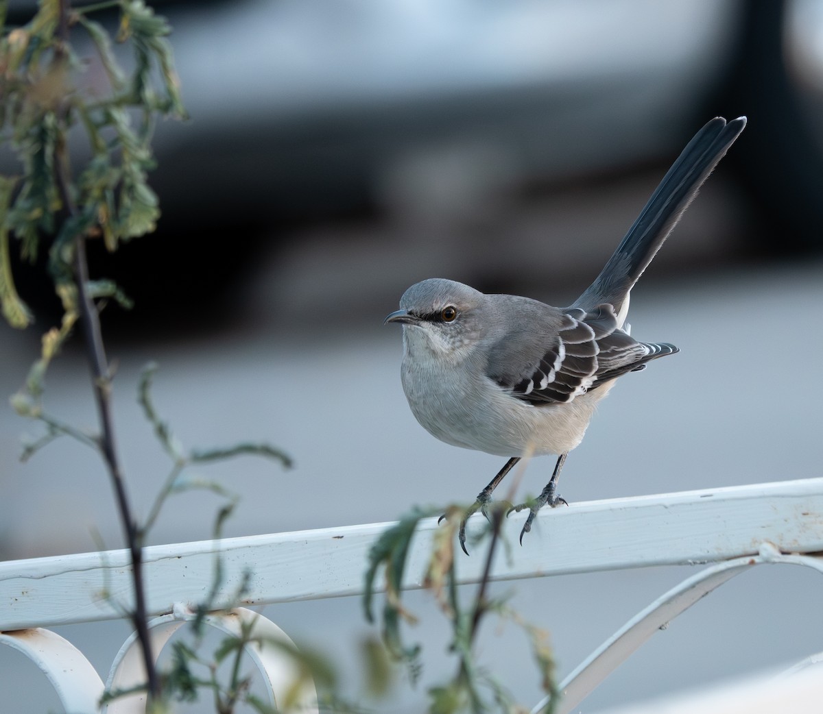 Northern Mockingbird - ML646837305