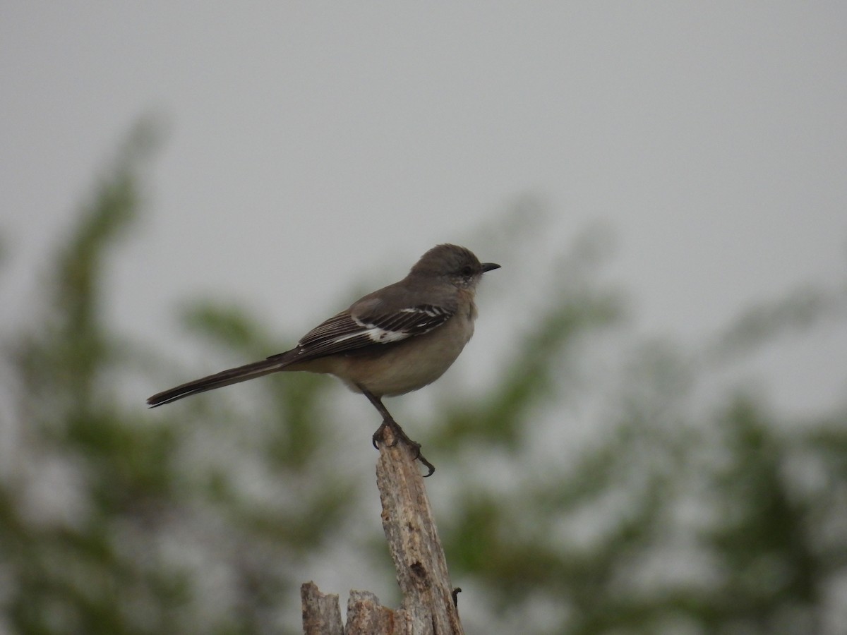 Northern Mockingbird - ML646837307
