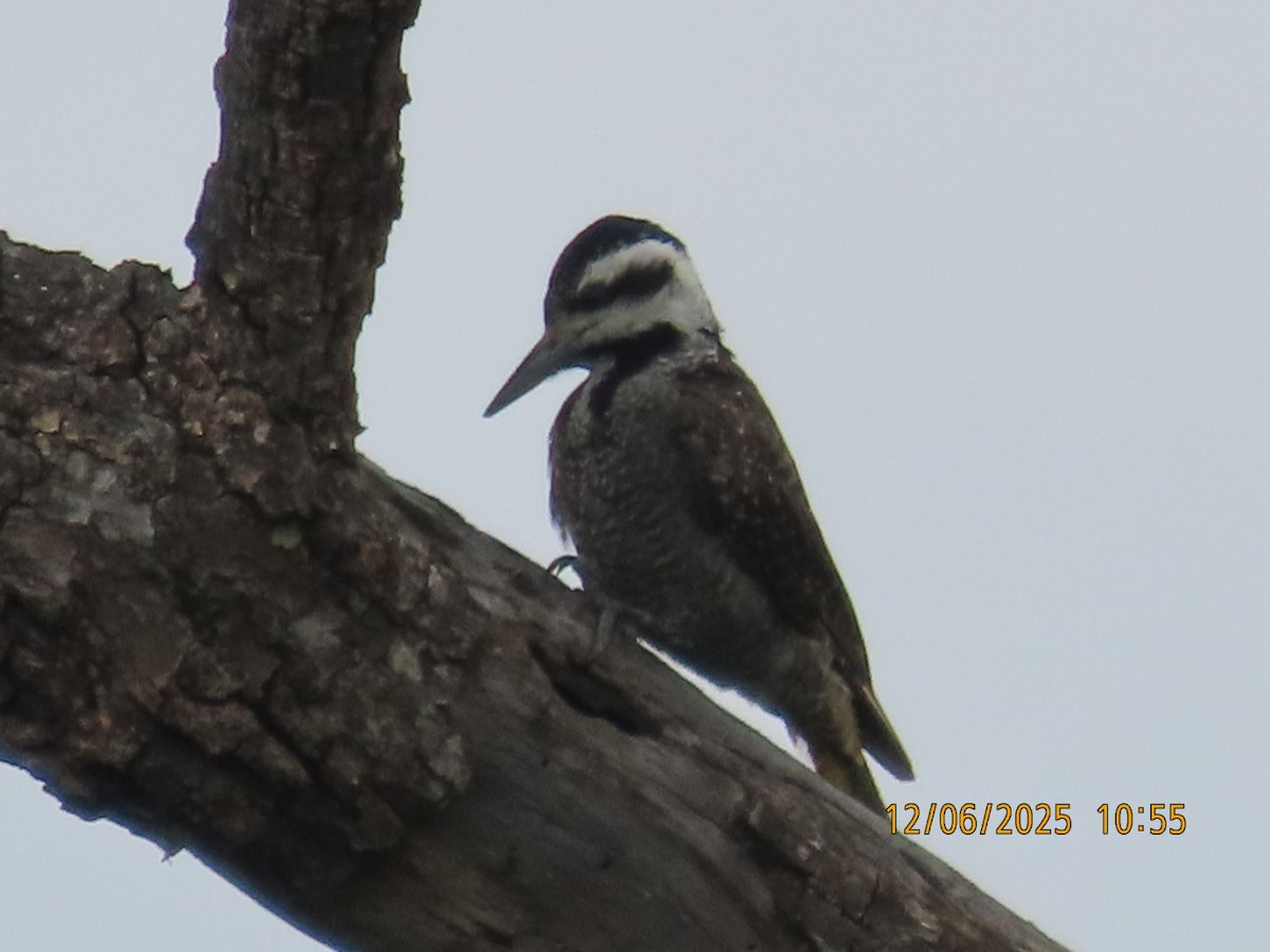 Pito Namaqua - ML646837308