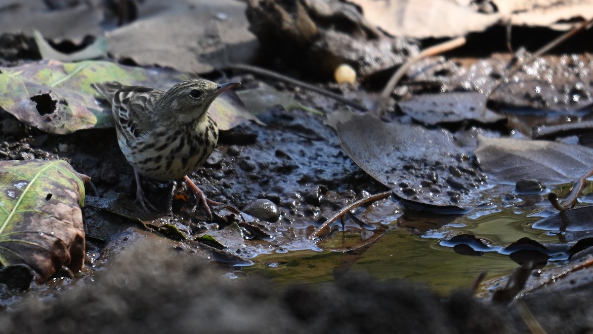 Uda-txirta - ML646837309