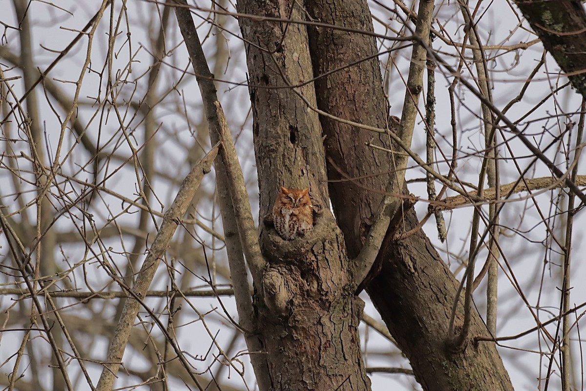 lundugle - ML646837311