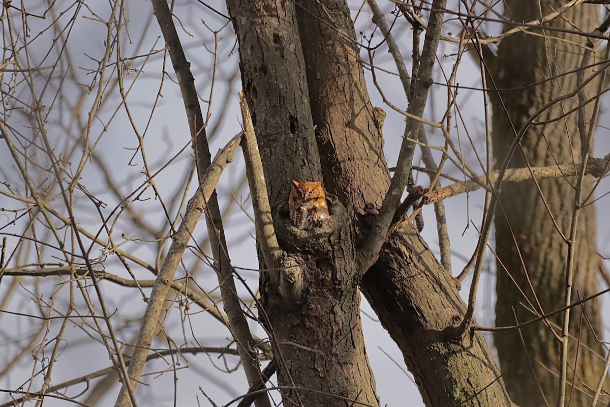 lundugle - ML646837312