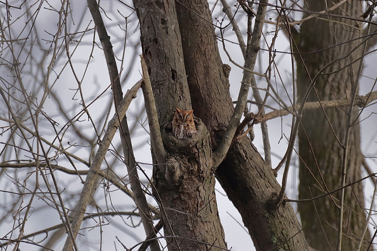 lundugle - ML646837313