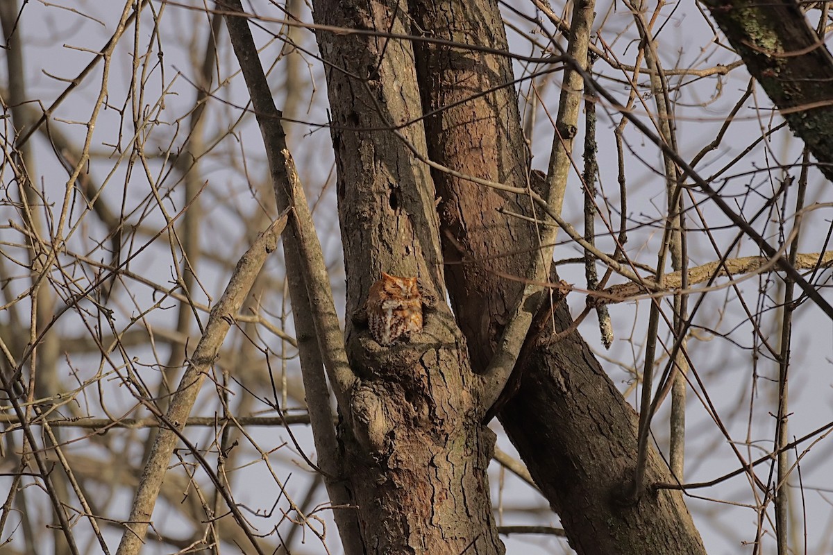 lundugle - ML646837314