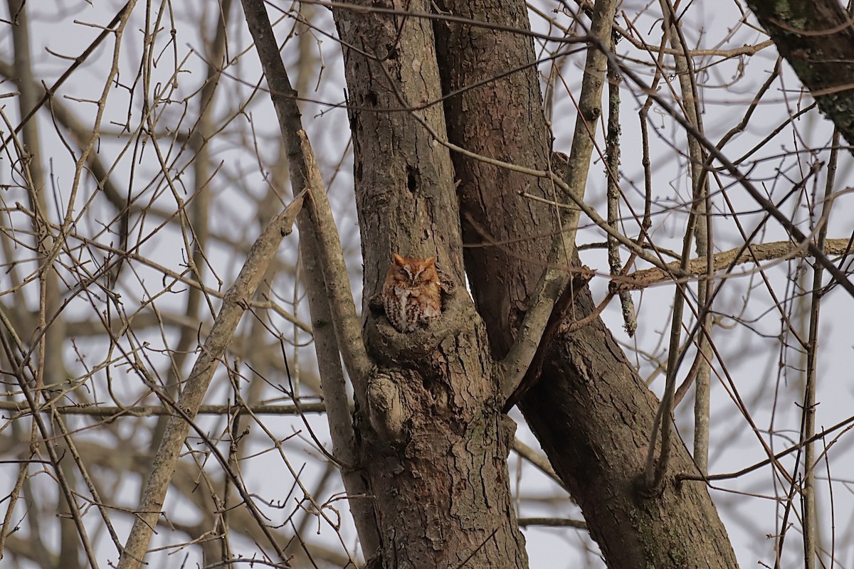 lundugle - ML646837315